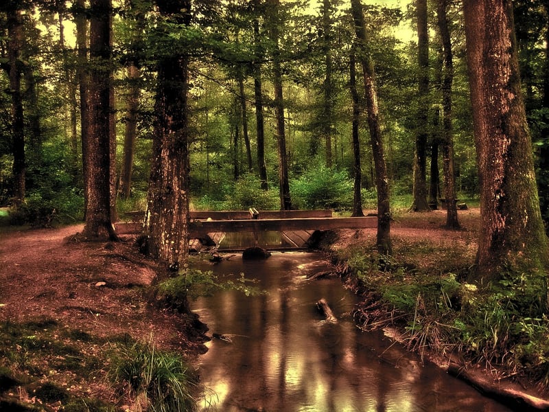 Wellness Journeys